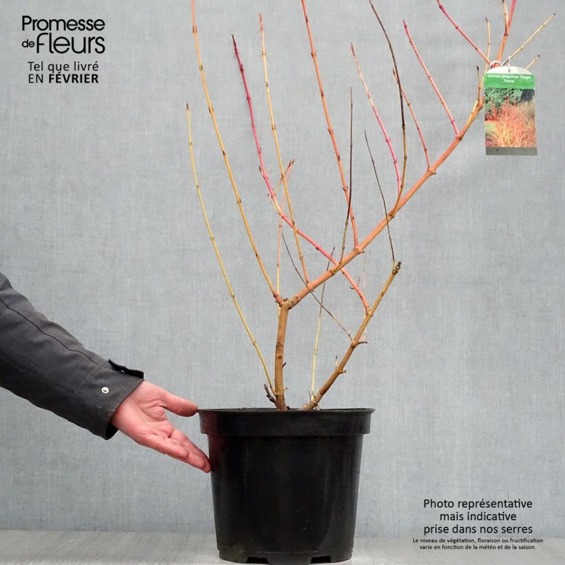 Exemplar von Roter Hartriegel Magic Flame - Cornus sanguinea Topf mit 7,5L/10L wie im Winter geliefert