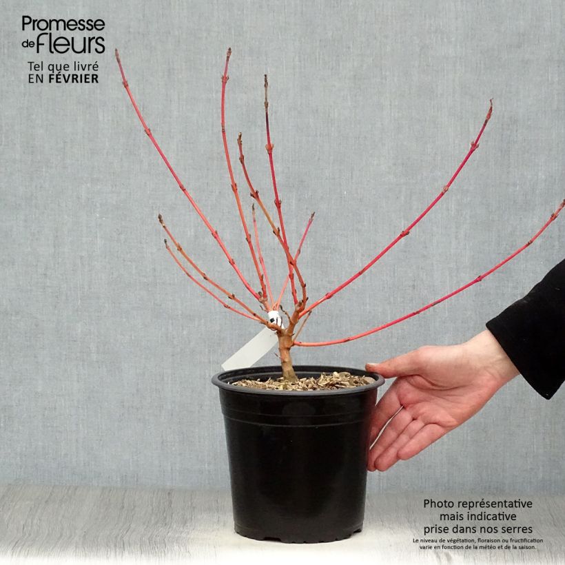 Exemplar von Roter Hartriegel Magic Flame - Cornus sanguinea Topf mit 4L/5L wie im Winter geliefert