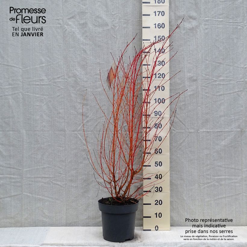Exemplar von Roter Hartriegel Mid Winter Fire - Cornus sanguinea Topf mit 6L/7L wie im Winter geliefert