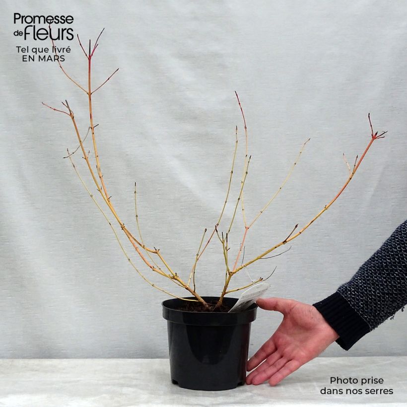 Exemplar von Roter Hartriegel Mid Winter Fire - Cornus sanguinea Topf mit 2L/3L wie im Winter geliefert