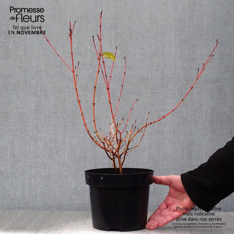 Exemplar von Roter Hartriegel Mid Winter Fire - Cornus sanguinea Topf mit 2L/3L wie im Herbst geliefert