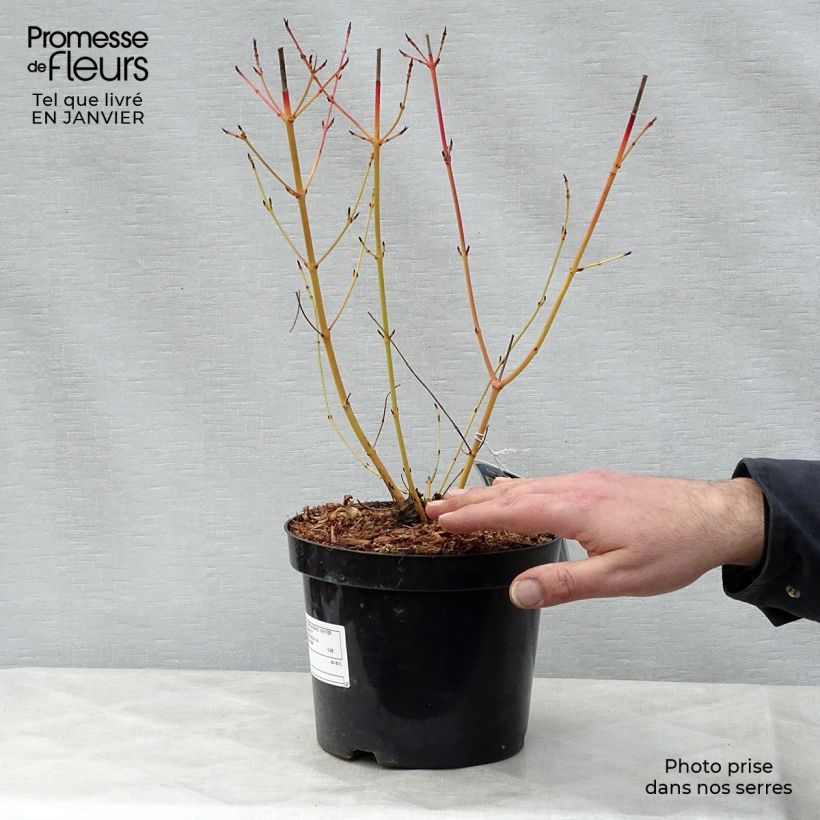 Exemplar von Roter Hartriegel Winter Beauty - Cornus sanguinea Topf mit 2L/3L wie im Winter geliefert