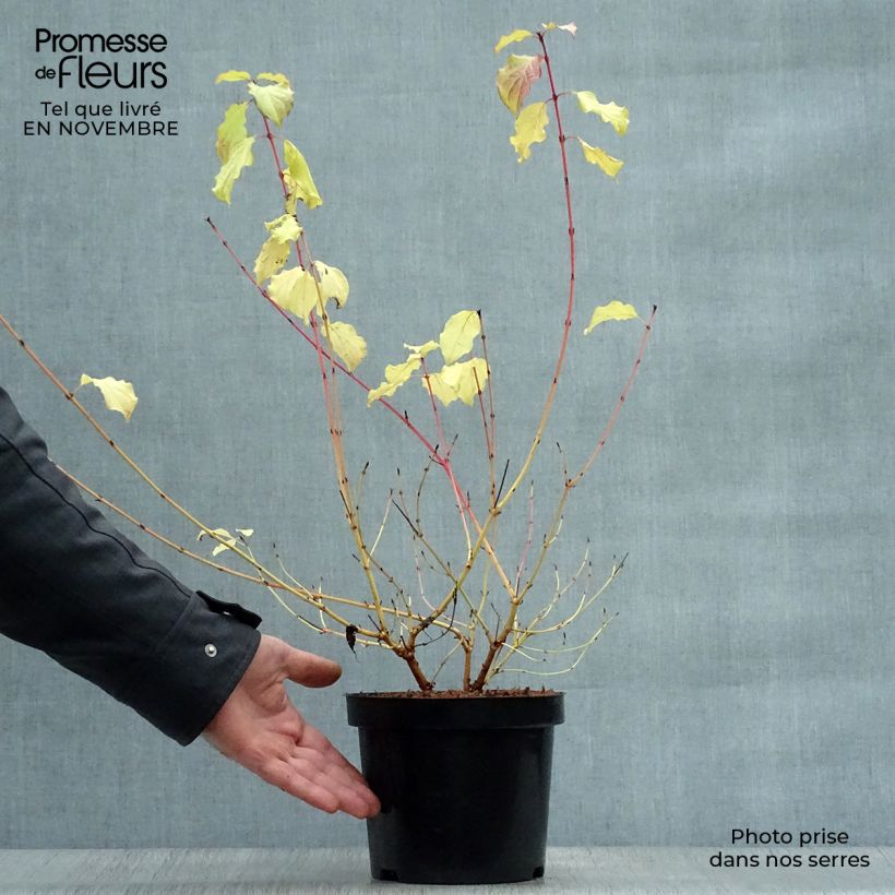 Exemplar von Roter Hartriegel Winter Beauty - Cornus sanguinea Topf mit 2L/3L wie im Herbst geliefert