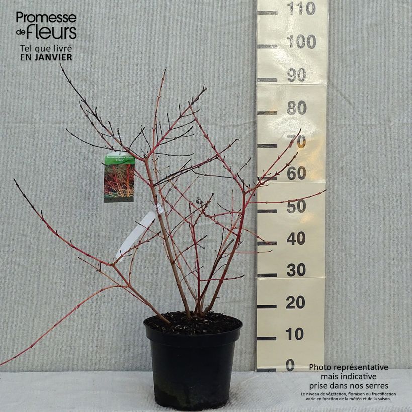 Exemplar von Roter Hartriegel Winter Beauty - Cornus sanguinea Topf mit 7,5L/10L wie im Winter geliefert