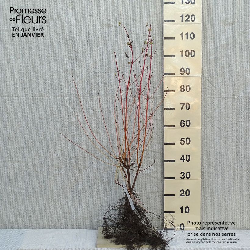 Exemplar von Roter Hartriegel Winter Beauty - Cornus sanguinea Wurzelnackt wie im Winter geliefert