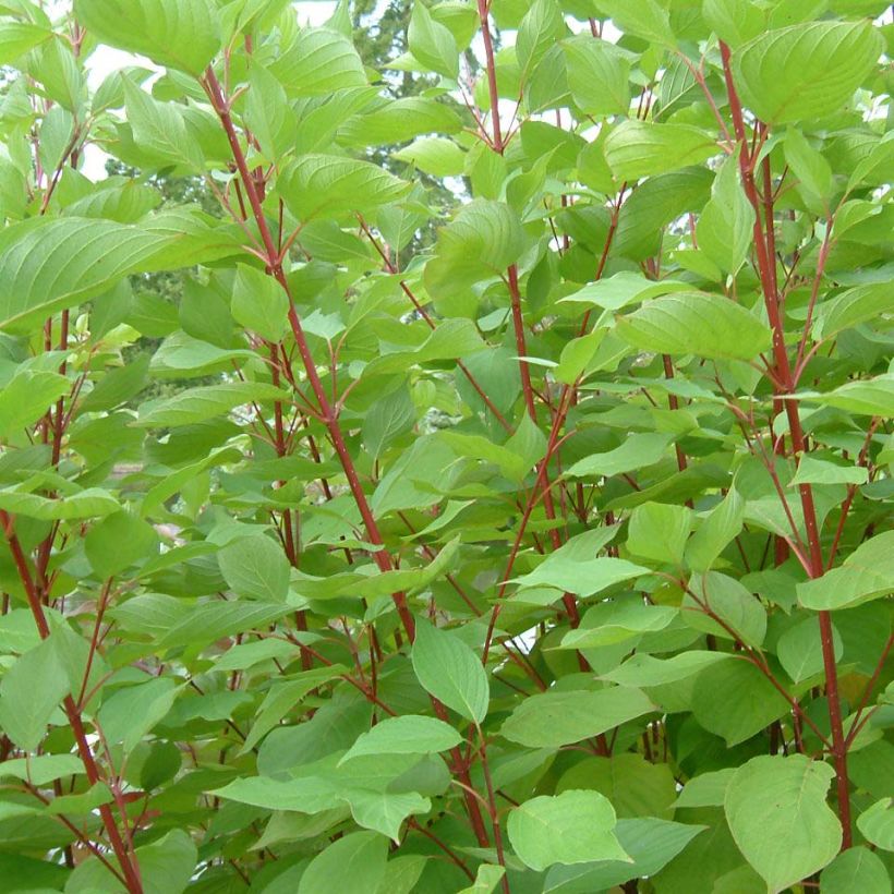 Seidige Hartriegel Baileyi - Cornus sericea (Laub)