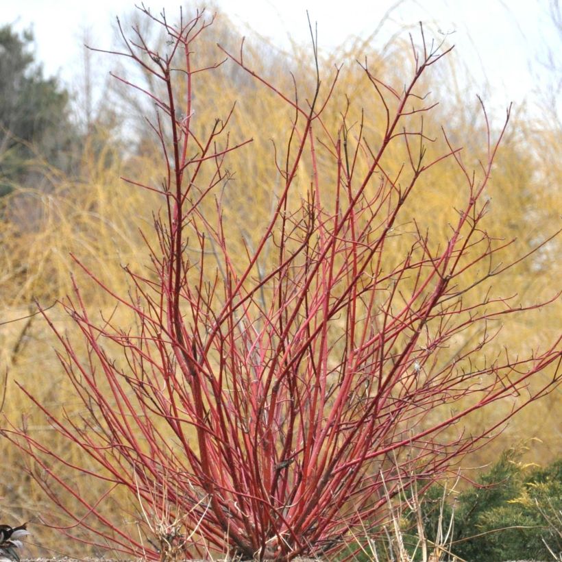 Seidige Hartriegel Baileyi - Cornus sericea (Hafen)