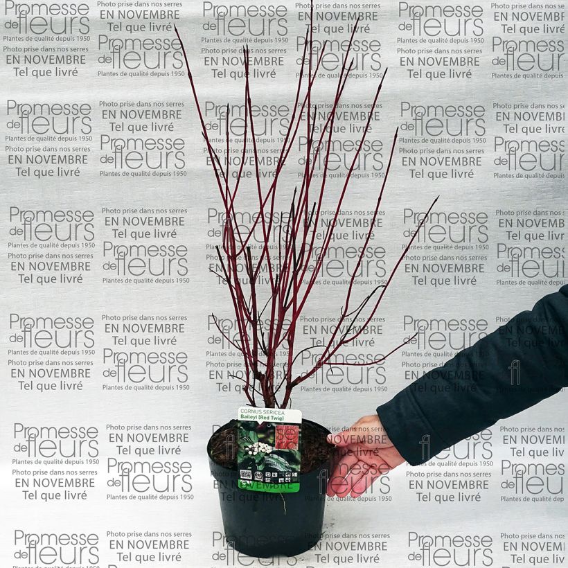 Beispiel eines Exemplars von Seidige Hartriegel Baileyi - Cornus sericea Topf mit 3L/4L wie geliefert