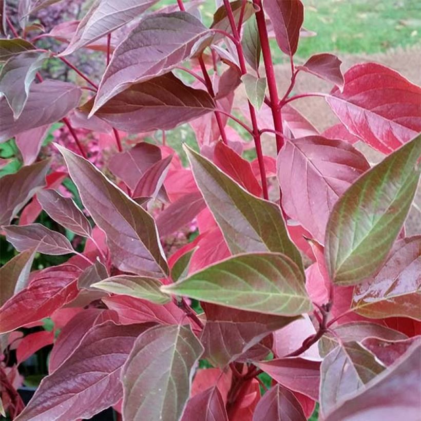 Seidige Hartriegel Cardinal - Cornus sericea (Laub)