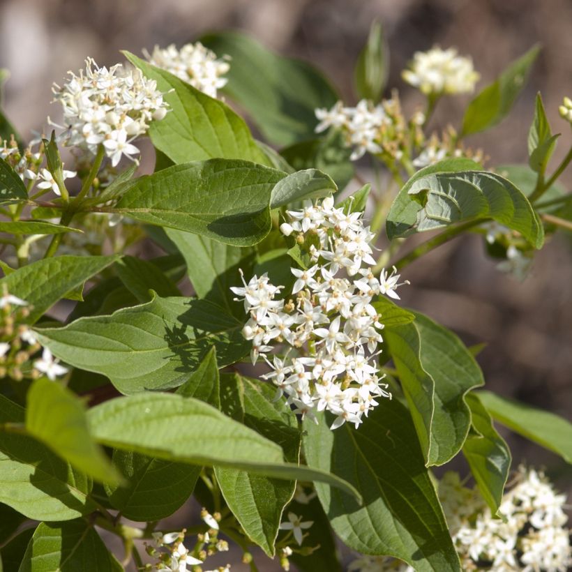 Seidige Hartriegel Firedance - Cornus sericea (Blüte)