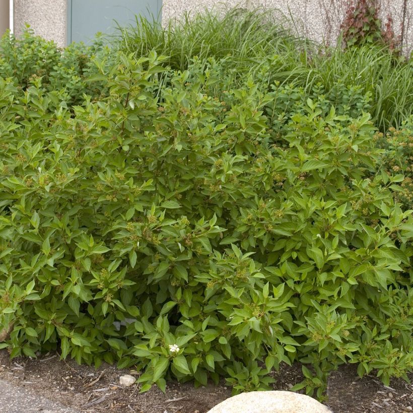 Seidige Hartriegel Firedance - Cornus sericea (Hafen)