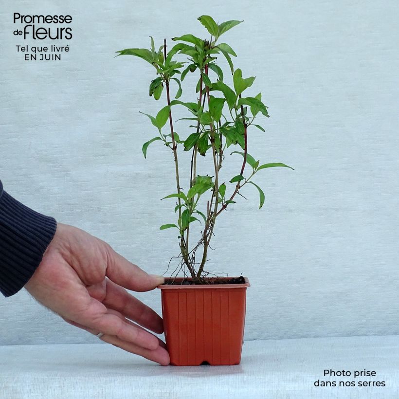 Exemplar von Seidige Hartriegel Kelseyi - Cornus sericea Kleine Töpfe von 8/9 cm wie im Sommer geliefert