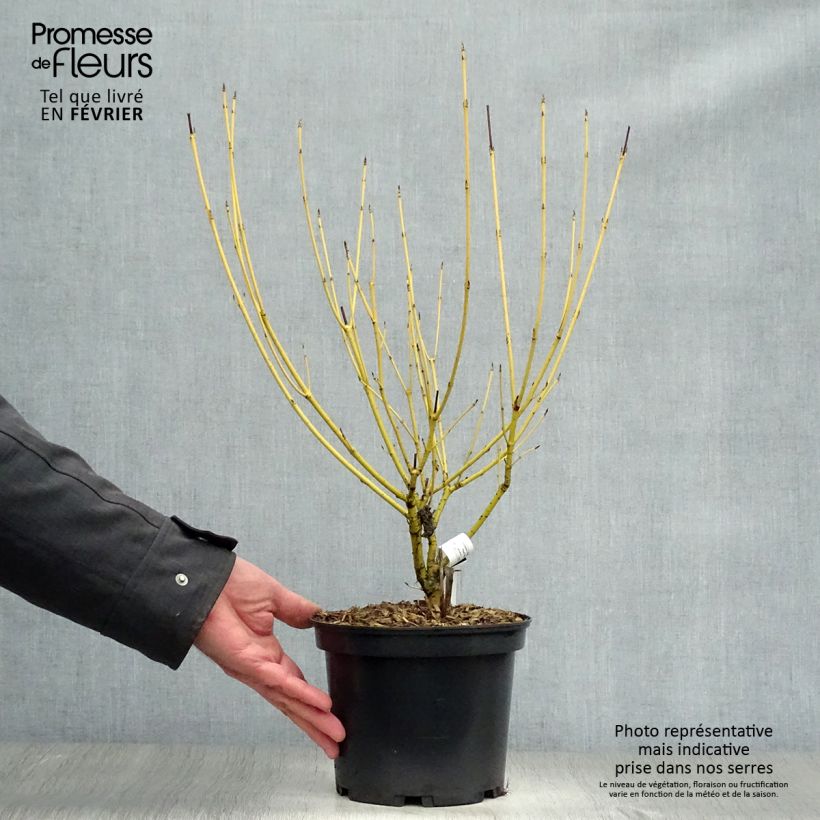 Exemplar von Seidige Hartriegel Flaviramea - Cornus sericea Topf mit 3L/4L wie im Winter geliefert