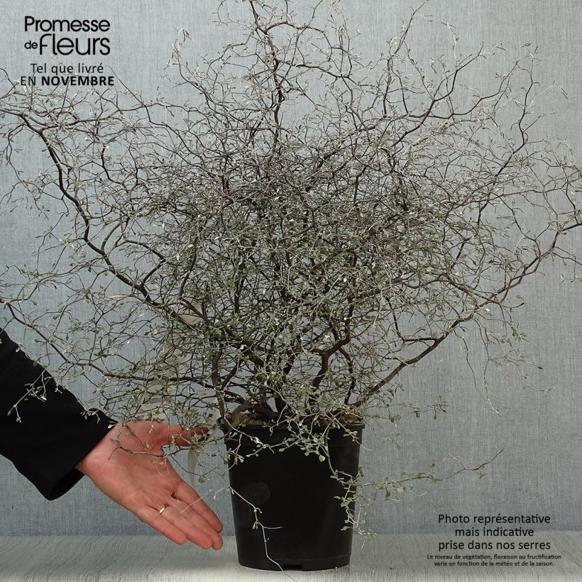 Exemplar von Corokia cotoneaster Little prince - Zickzackstrauch Topf mit 4L/5L wie im Herbst geliefert