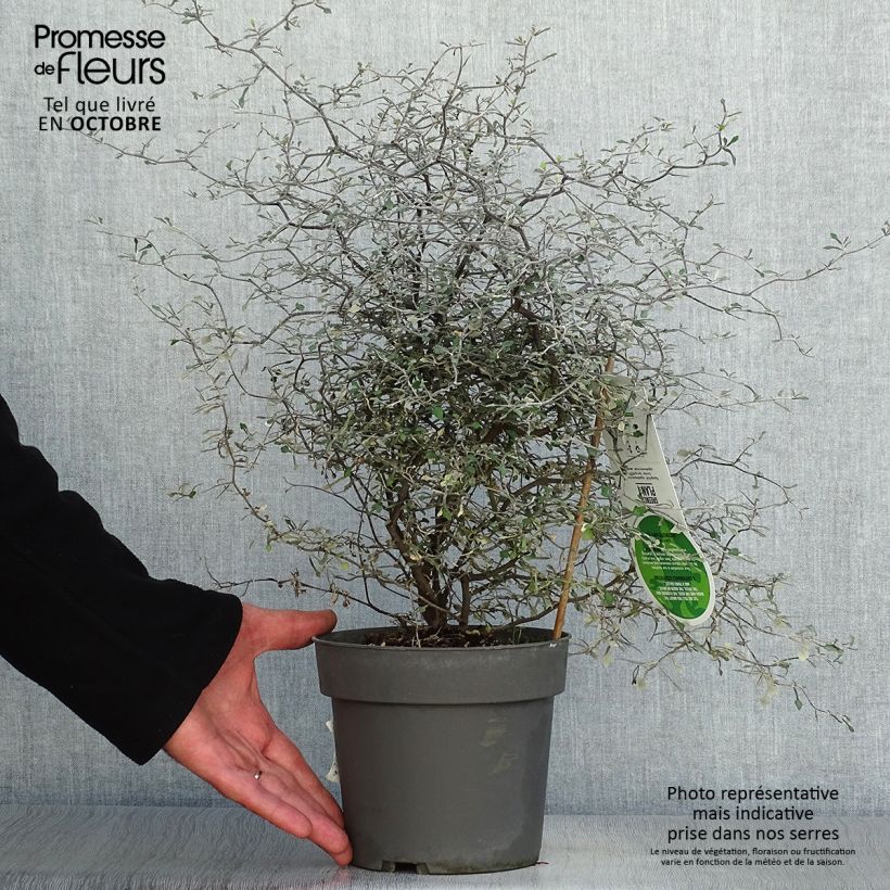 Exemplar von Corokia cotoneaster - Zickzackstrauch Topf mit 1L/1,5L wie im Herbst geliefert