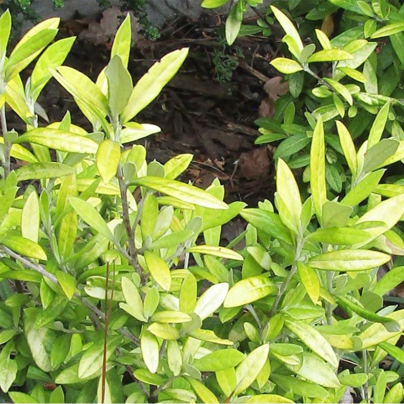 Corokia virgata Banana Royal - Zickzackstrauch (Laub)