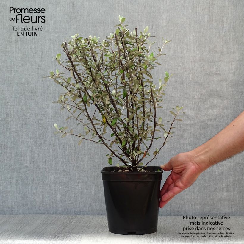 Exemplar von Corokia x virgata Frosted chocolate - Zickzackstrauch Topf mit 4L/5L wie im Sommer geliefert