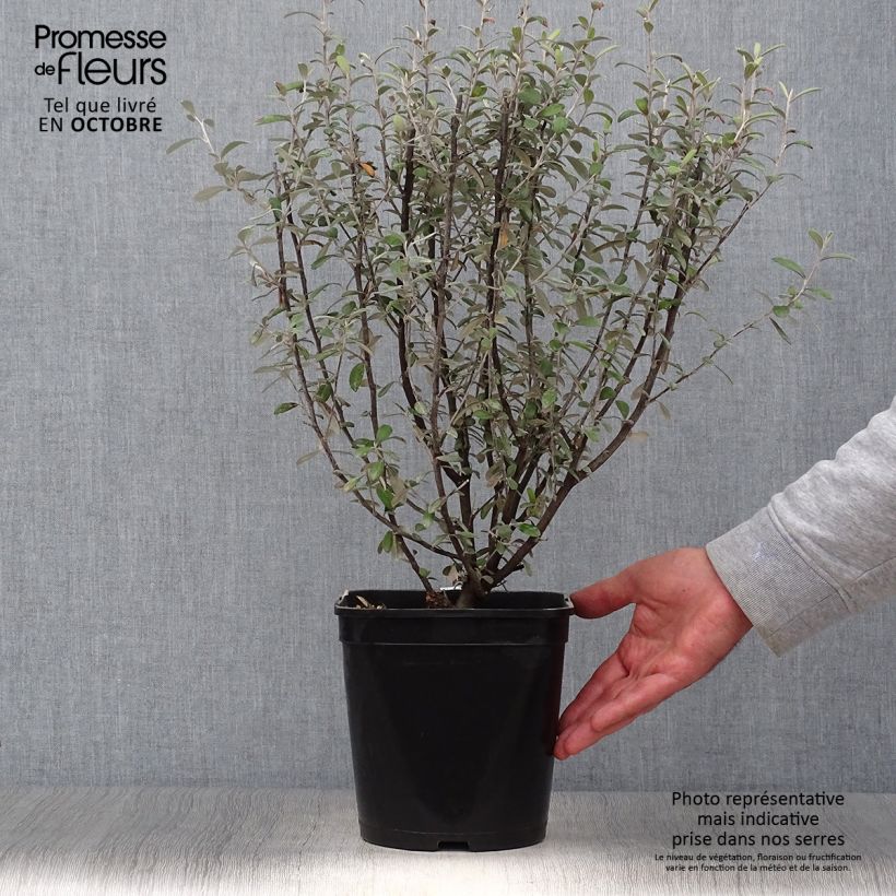 Exemplar von Corokia x virgata Frosted chocolate - Zickzackstrauch Topf mit 4L/5L wie im Herbst geliefert
