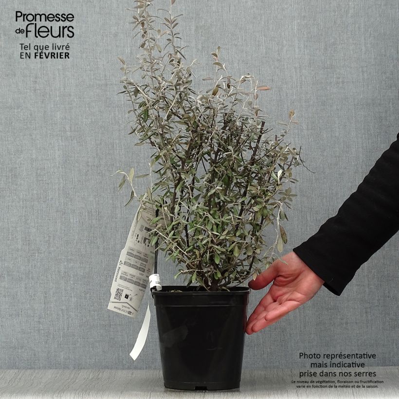 Exemplar von Corokia x virgata Frosted chocolate - Zickzackstrauch Topf mit 4L/5L wie im Winter geliefert