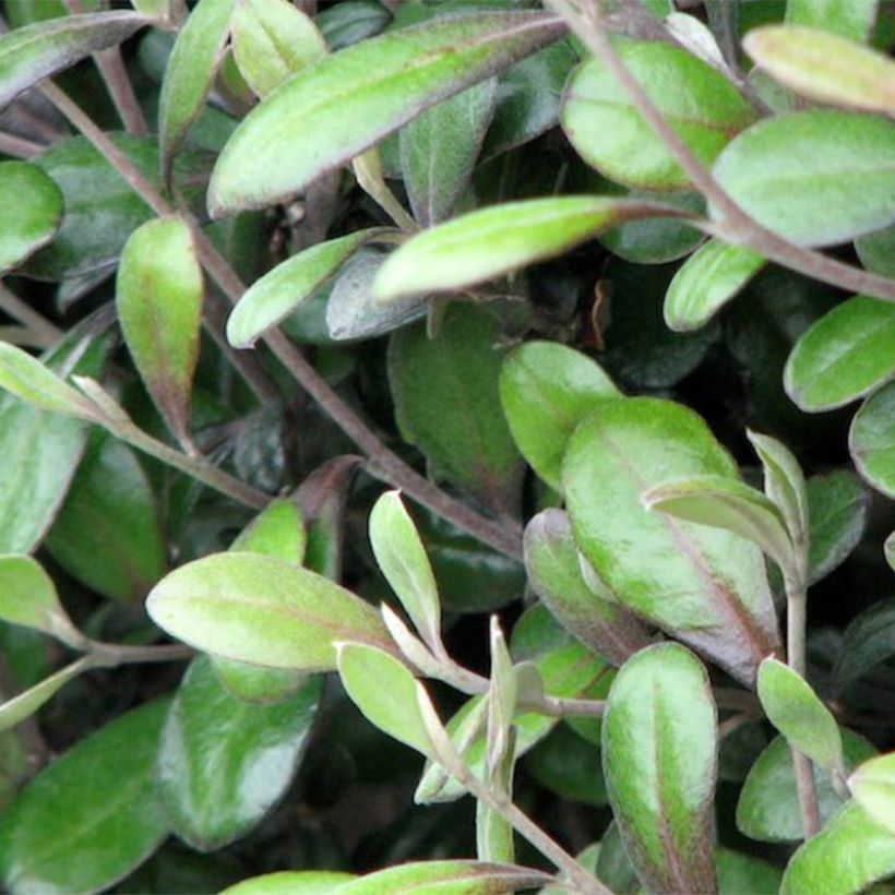 Corokia x virgata Frosted chocolate - Zickzackstrauch (Laub)