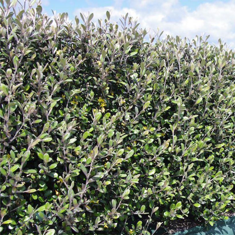 Corokia x virgata Frosted chocolate - Zickzackstrauch (Hafen)