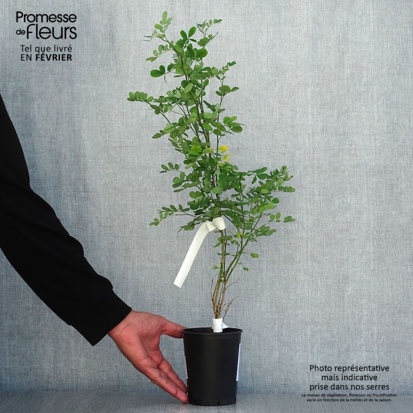 Exemplar von Hippocrepis emerus - Strauchkronwicke Topf mit 1L/1,5L wie im Herbst geliefert