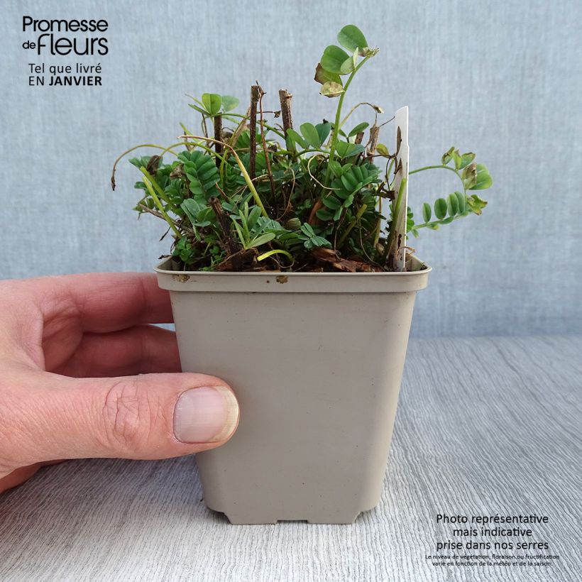 Exemplar von Coronilla varia - Bunte Kronwicke Kleine Töpfe von 8/9 cm wie im Winter geliefert