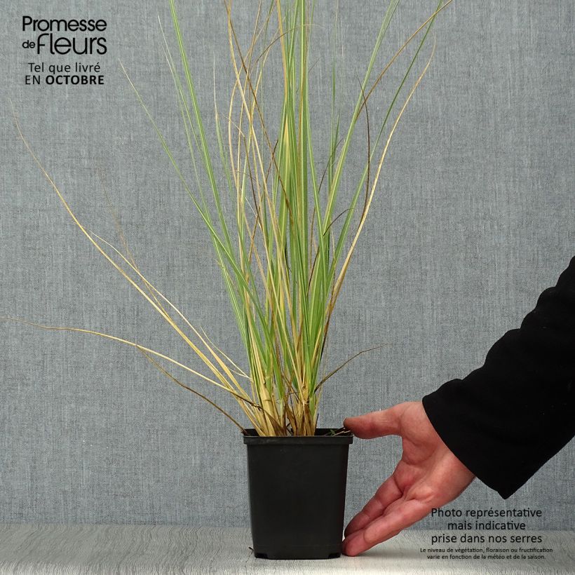Exemplar von Cortaderia richardiii - Richards Pampasgras Kleine Töpfe von 8/9 cm wie im Herbst geliefert
