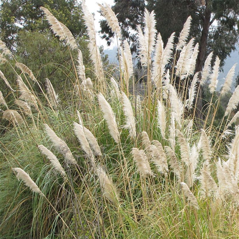 Cortaderia selloana - Pampasgras (Blüte)