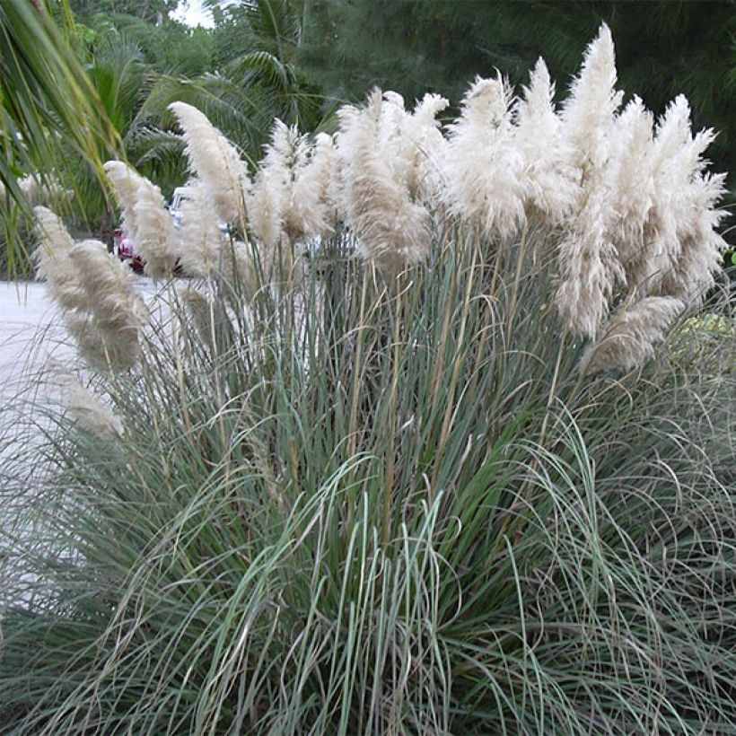 Cortaderia selloana - Pampasgras (Hafen)