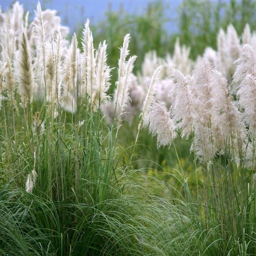 Cortaderia selloana Mini Silver Pampas - Pampasgras (Hafen)