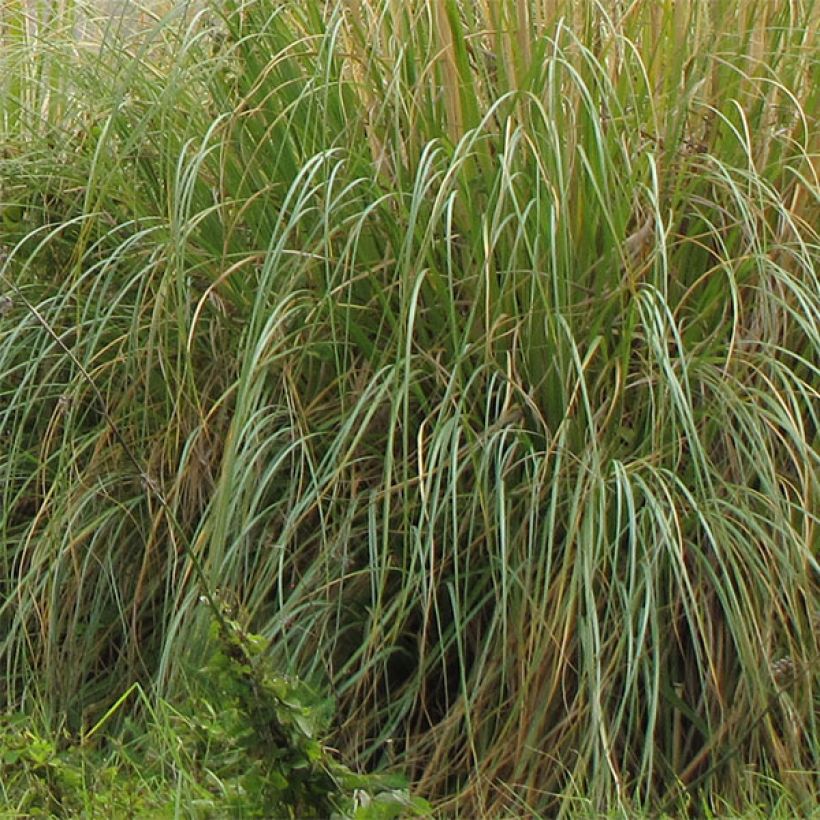 Cortaderia selloana Sunningdale Silver - Pampasgras (Laub)