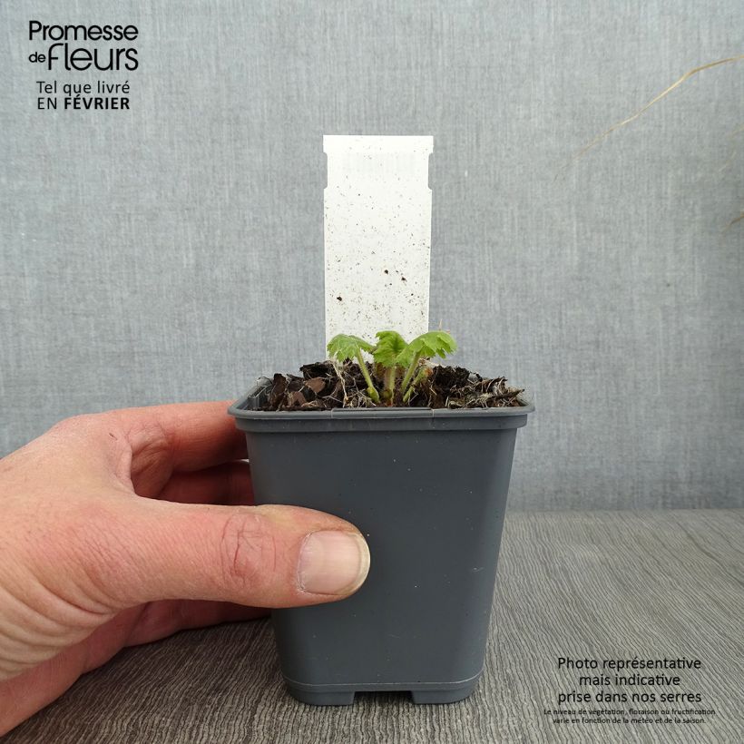 Exemplar von Cortusa matthioli subsp. pekinensis - Alpen-Glöckchen Kleine Töpfe von 8/9 cm wie im Winter geliefert