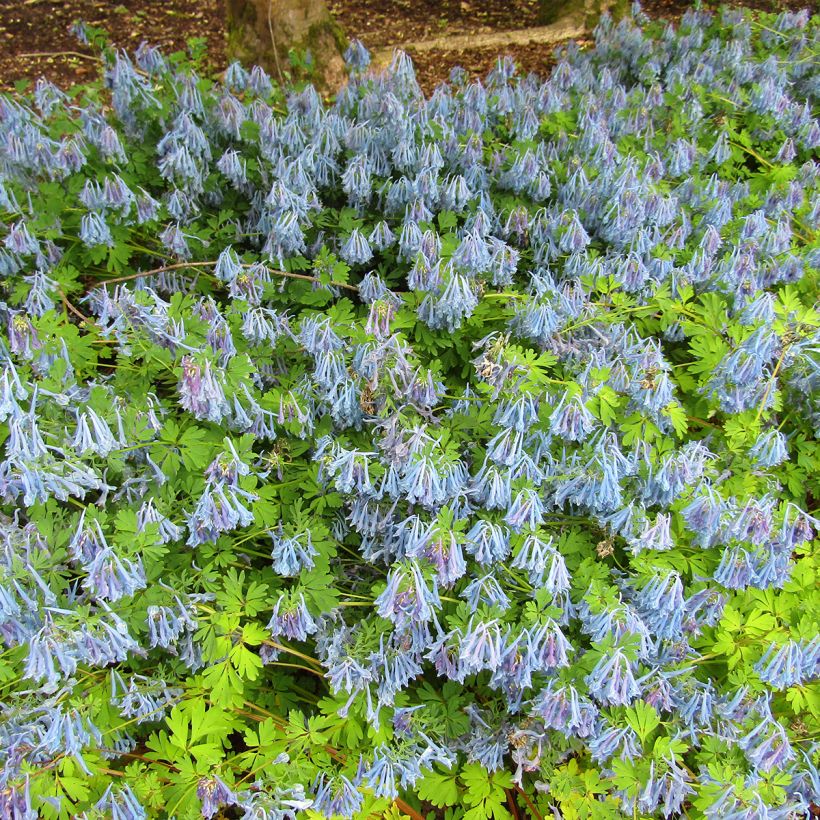 Corydalis elata - Hoher Lerchensporn (Hafen)
