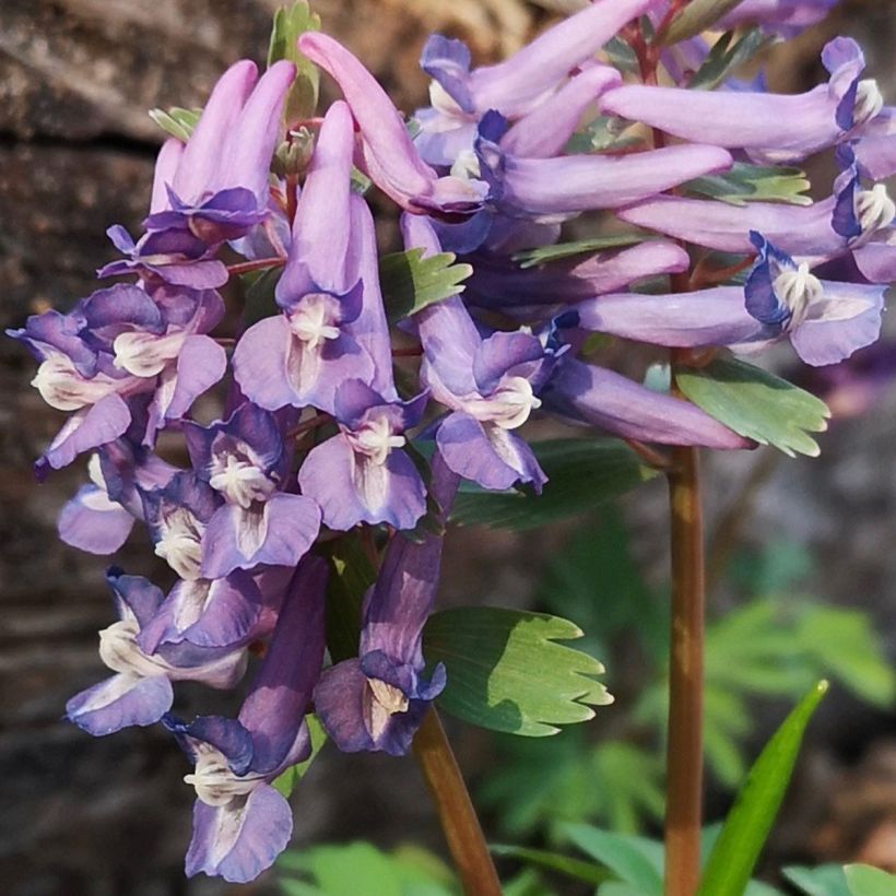Corydalis sp. from Sichuan - Lerchensporn (Blüte)