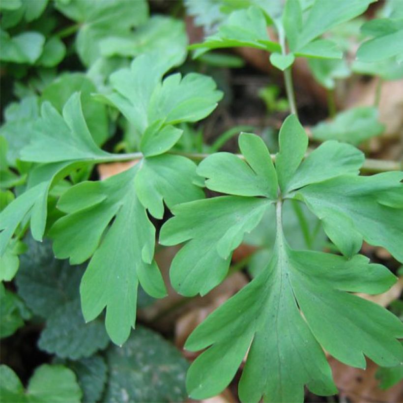 Corydalis Blackberry Wine - Lerchensporn (Laub)