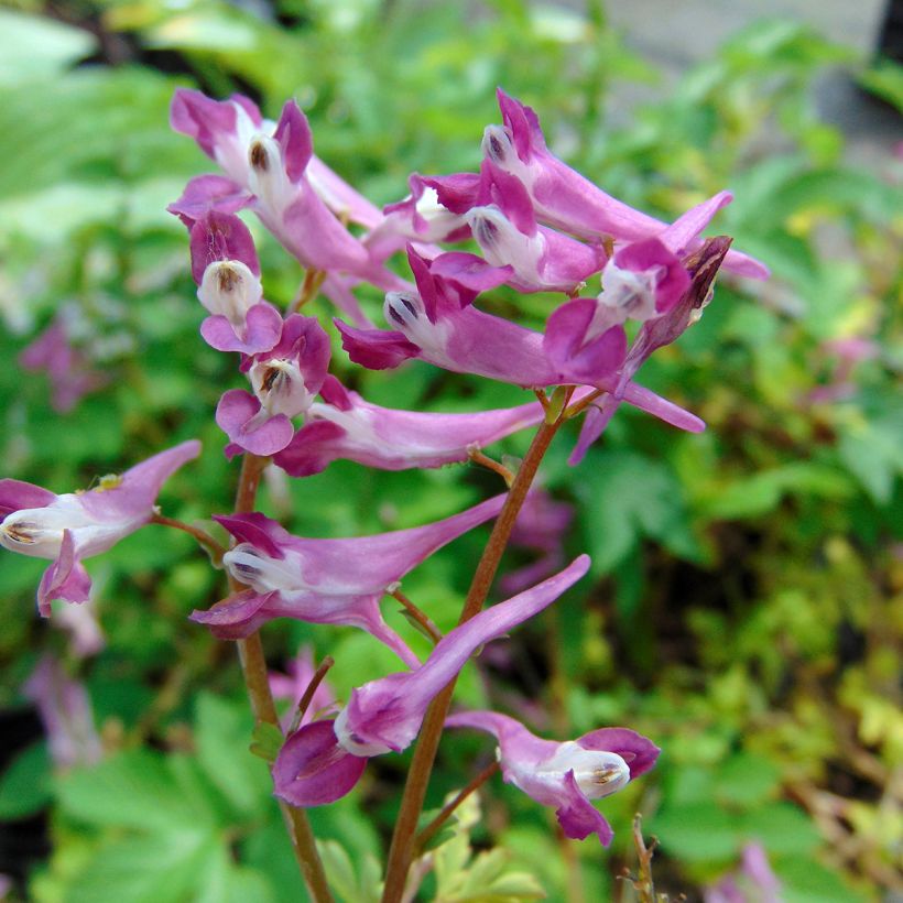 Corydalis Blackberry Wine - Lerchensporn (Blüte)