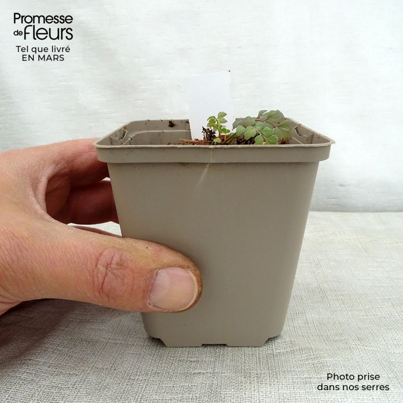 Exemplar von Corydalis Canary Feathers - Lerchensporn Kleine Töpfe von 8/9 cm wie im Frühjahr geliefert