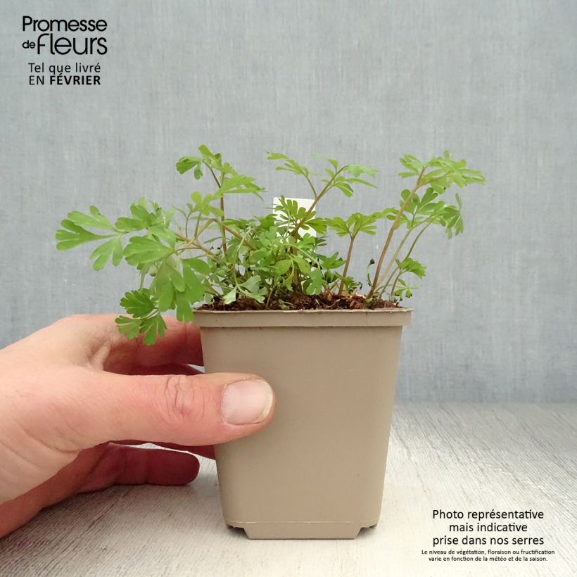 Exemplar von Corydalis flexuosa elata Craigton Blue - Gebogener Lerchensporn Kleine Töpfe von 8/9 cm wie im Winter geliefert