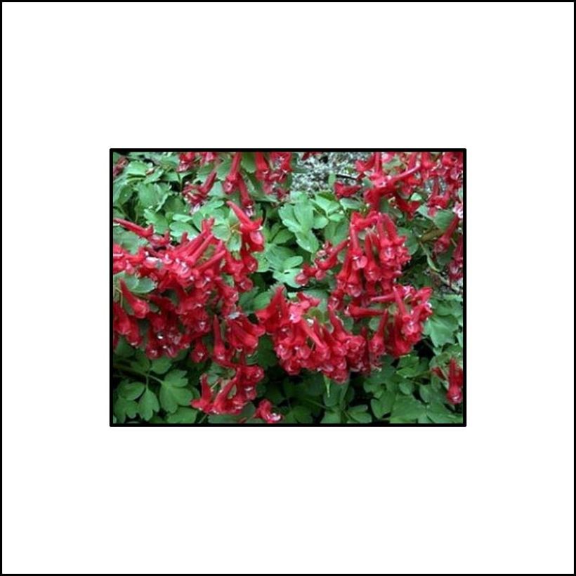Corydalis solida Firebird - Gefingerter Lerchensporn (Blüte)