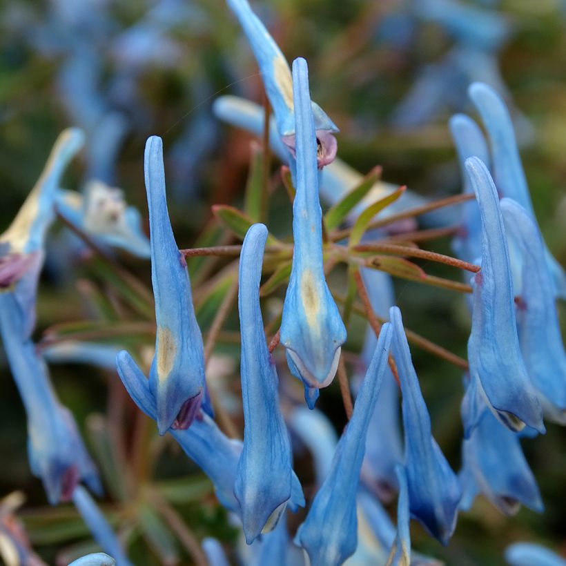 Corydalis flexuosa Porcelain Blue - Gebogener Lerchensporn (Blüte)