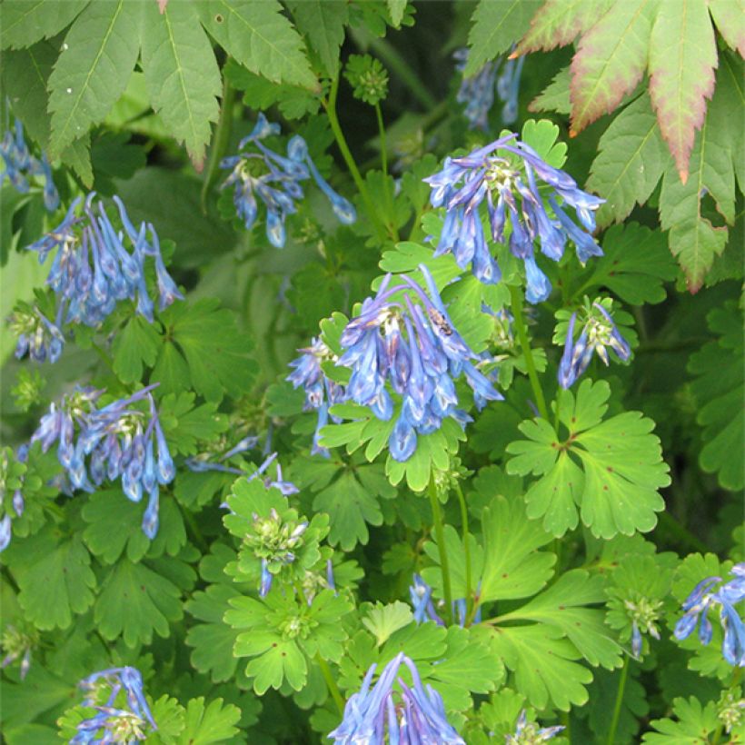 Corydalis flexuosa Purple Leaf - Gebogener Lerchensporn (Blüte)