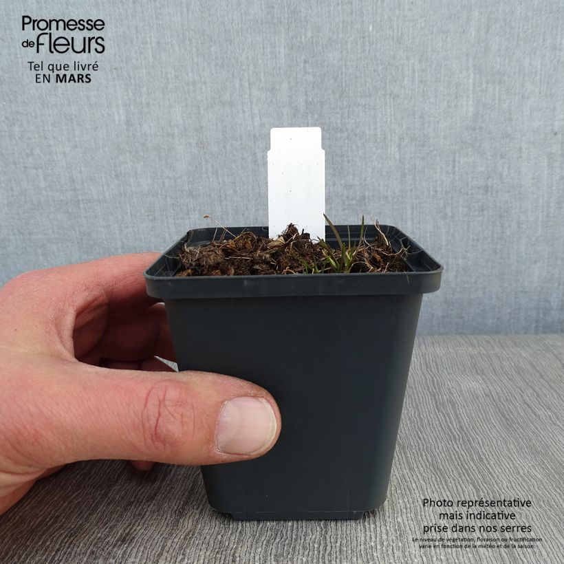 Exemplar von Corydalis flexuosa Purple Leaf - Gebogener Lerchensporn Kleine Töpfe von 8/9 cm wie im Winter geliefert