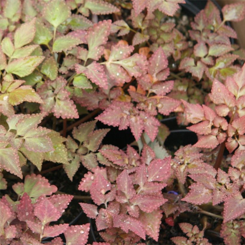 Corydalis quantmeyeriana Chocolate Stars - Lerchensporn (Laub)