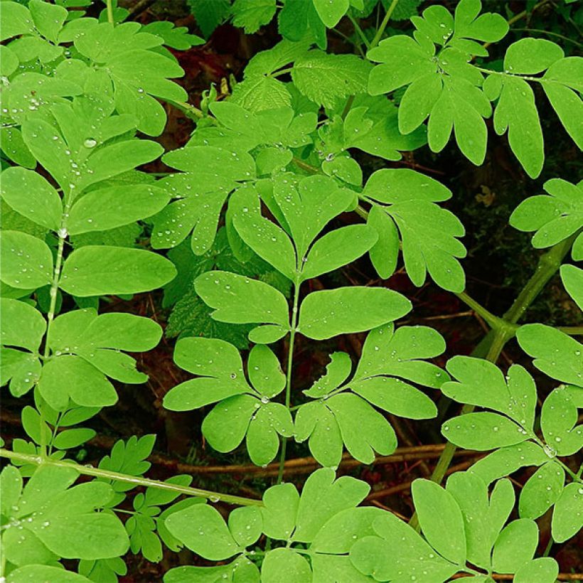 Corydalis flexuosa elata Craigton Blue - Gebogener Lerchensporn (Laub)