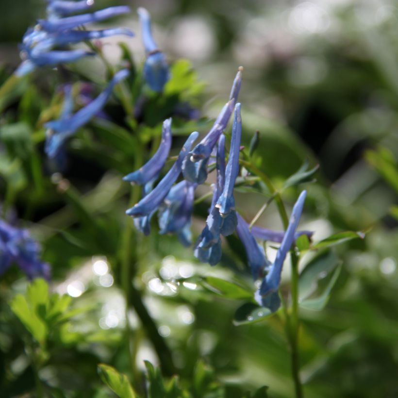 Corydalis elata Blue Summit - Hoher Lerchensporn (Blüte)