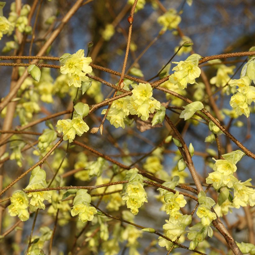 Corylopsis sinensis var. sinensis - Scheinhasel (Blüte)