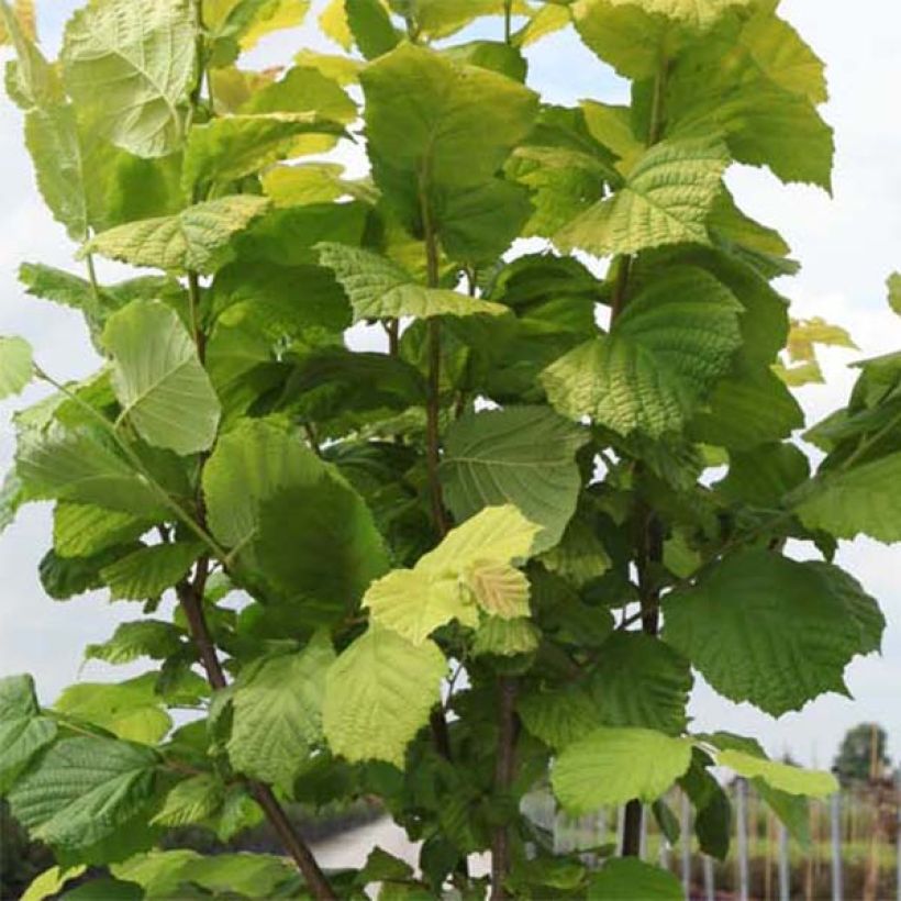 Haselnuss Aurea - Corylus avellana (Laub)