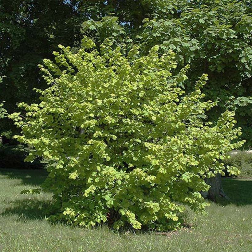 Haselnuss Aurea - Corylus avellana (Hafen)