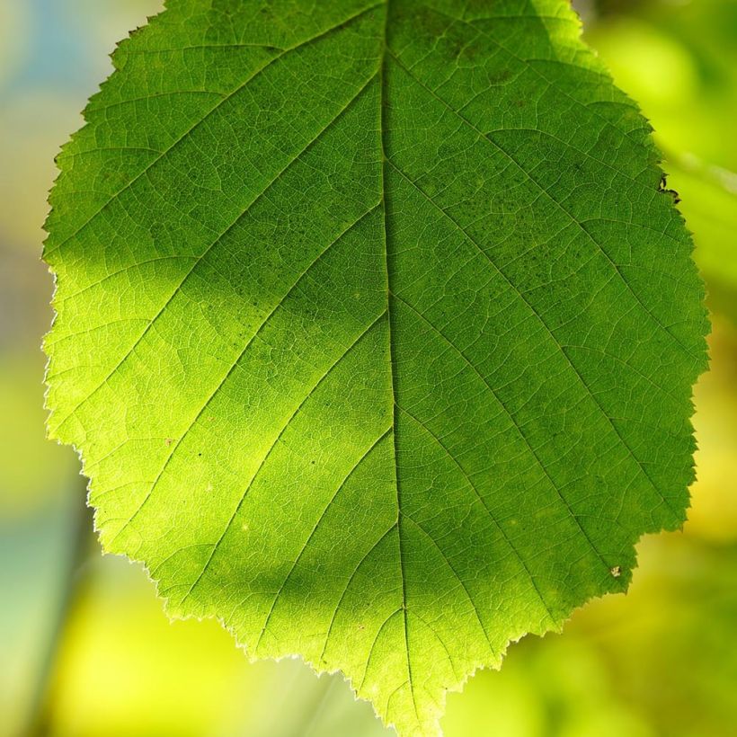 Haselnuss Webb's Prize Cobb - Corylus avellana (Laub)